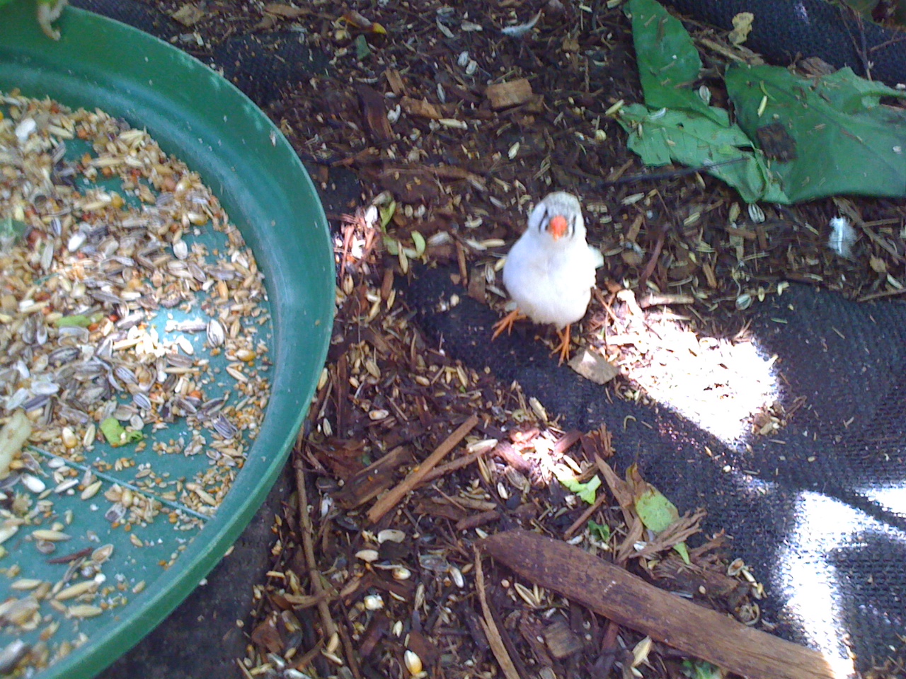 An albino zebra finch.