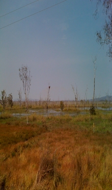 Cape York Birding