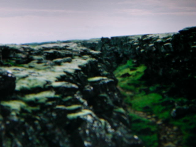 Pingvellir moss and grass and lichen and shit