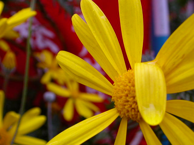 Petal worlds of colour Asakusa Tokyo Japan