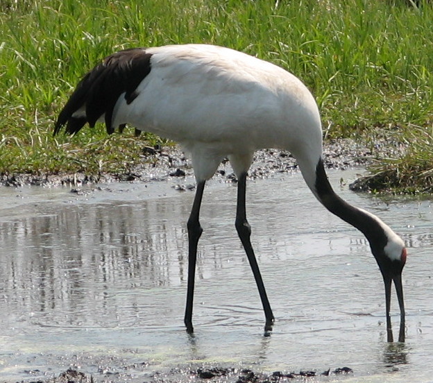 Birds of Japan