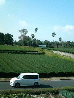 Tea farms and palm trees near Kagoshima Airport