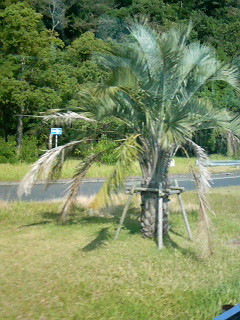 Another palm tree on the side of the road in southern Kyushu