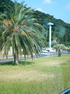 Palm tree in Kagoshima Prefecture