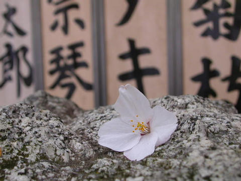 The last blossom of spring at Monzennakacho's famous temple complex