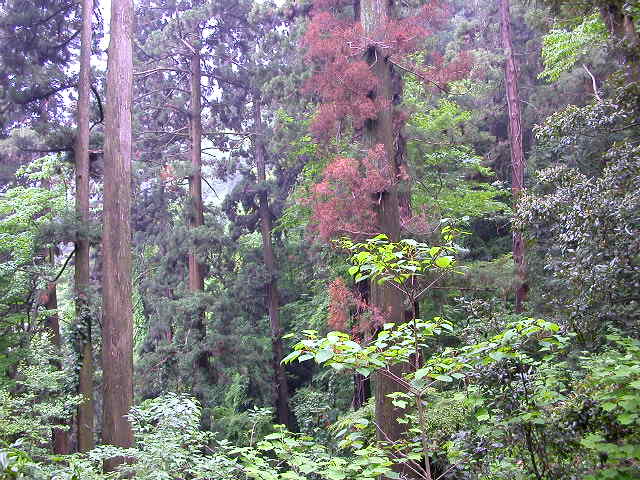 Just west of Tokyo is this lush and misty oasis of temples and refined Japanese taste -- R