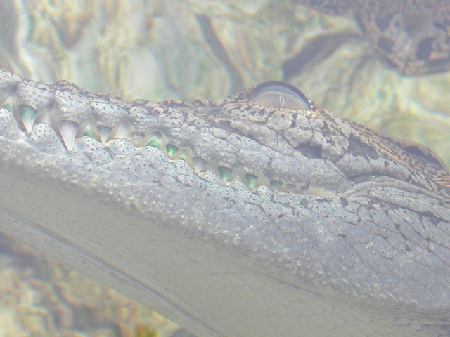 Tank reptiles on the streets of Seoul South Korea