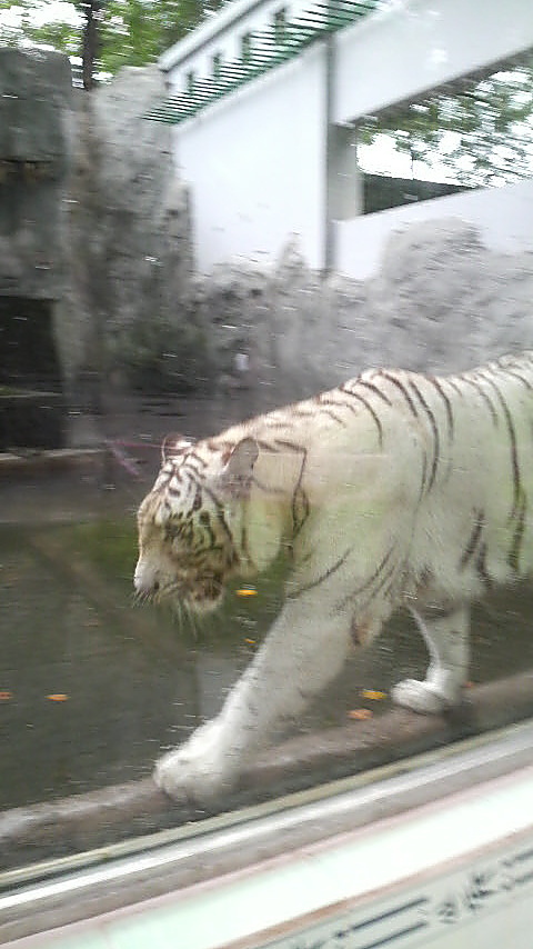 One of the two white tigers prowls behinds the glass wall of its enclosure.